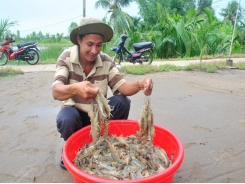 Vietnamese shrimp industry sees bright prospects after Covid-19