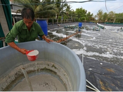 Cà Mau shrimp industry picks up