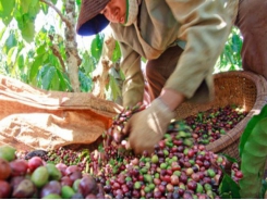 Việt Nam's coffee exports up in H1
