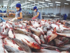 Prices of pangasius is below the production price, making it hard to achieve growth