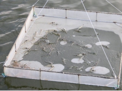 Mekong Delta: summer heat causes massive death of shrimp