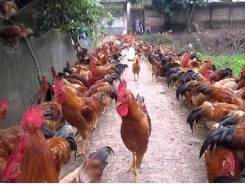 Điều kiện và yêu cầu khi chăn nuôi gà thả vườn an toàn sinh học