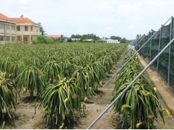 Australia – a potential market for Vietnamese organic agricultural products
