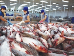 Seafood export declined significantly in China