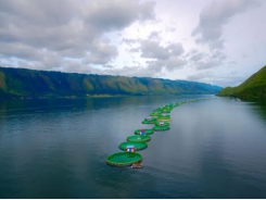 Bringing salmon industry knowledge to global tilapia production