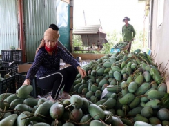 Sơn La mangoes exported to Australia
