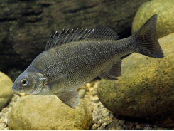 Diseases of the Australian Freshwater Fish Silver Perch (Bidyanus bidyanus) - Part 1