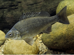 Diseases of the Australian Freshwater Fish Silver Perch (Bidyanus bidyanus) - Part 4