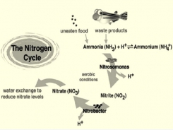 Sử dụng hiệu quả vi khuẩn nitrat hóa trong ao tôm