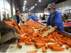 Việt Nam's agriculture sector gains export growth in H1