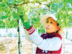 Ninh Thuan develops more grape varieties for making wine