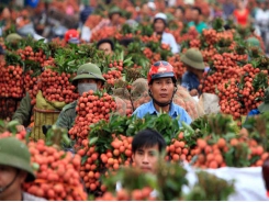 Vietnamese lychee reach UK consumers
