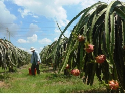 Binh Thuan develops plan to consume 440,000 tons of dragon fruit