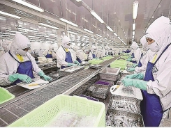 Seafood enterprises fight against the pandemic, maintain export orders