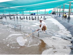 Environmental issues in intensive shrimp farming unsolved