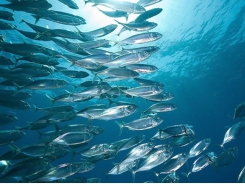 Cá biển giúp loại bỏ 1,65 tỷ tấn carbon khỏi khí quyển mỗi năm