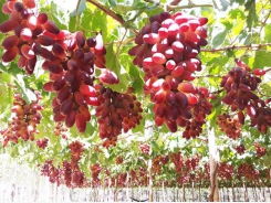 Ninh Thuận develops more grape varieties