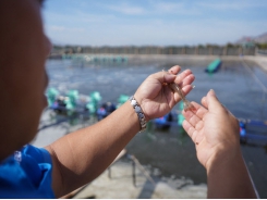 Early mortality syndrome hits farmed shrimps again