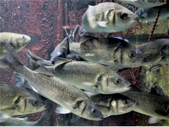 Sử dụng protein vi khuẩn trong khẩu phần ăn của cá vược châu Âu
