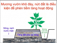 Phục hồi rễ vườn cây ăn trái sau hạn mặn