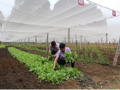 Hoa Binh promotes organic agricultural production
