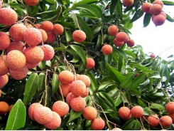UK consumers taste fresh Vietnamese lychees