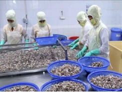 Squid, octopus exports to China on the rise