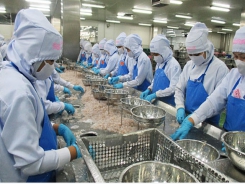 Vietnam’s seafood products exports increased simultaneously