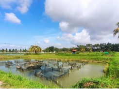 Researchers make tilapia lake virus breakthrough