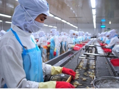 Cà Mau posts growth in shrimp exports despite pandemic