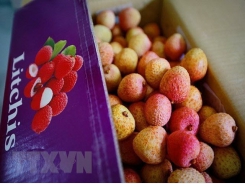 Bac Giang compiles three scenarios for lychee consumption amid COVID-19