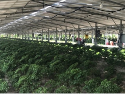 Tay Ninh Province develops high-tech agriculture for export