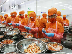 Shrimp export reached 1.31 billion USD in the first 5 months of 2021