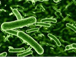 Bacillus và Lactobacillus giúp tăng cường khả năng kháng bệnh trên ấu trùng sò điệp