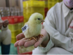 Applying world technology in improving color chickens at Dabaco