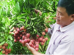 Fruit and vegetable exports increase rapidly