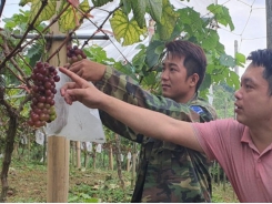 Kỹ sư giao thông đam mê cây ăn quả nhập nội