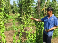 Hạn chế bệnh trên cây hồ tiêu