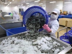 Shrimp exports swell despite COVID-19 pandemic
