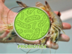 Probiotic trong nuôi tôm