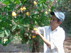 Lưu ý trong chăm sóc, thâm canh điều