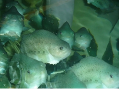 Researchers launch lumpfish welfare tool