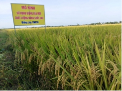 Nông dân Thừa Thiên- Huế ưa thích giống lúa VNR10