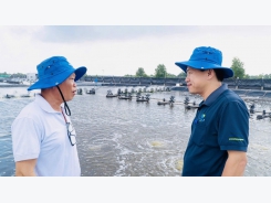 Tôm tuần hoàn, hướng đi mới cho thủy sản Cà Mau