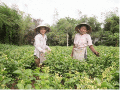 Người Dân Làm Giàu Nhờ Trồng Cây Lài Ở Tân Thanh (Bến Tre)