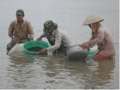 Nguyên Nhân Ban Đầu Của Hiện Tượng Nghêu, Sò Huyết Chết Ở Bến Tre