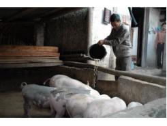 Nguyên Nhân Bệnh Tai Xanh Trên Đàn Lợn Bùng Phát Thành Dịch Ở Bắc Cạn
