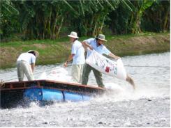 Các Giải Pháp “Cứu” Nghề Nuôi Cá Tra