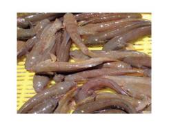 Gian Nan Phát Triển Cá Bống Bớp Nghĩa Hưng (Nam Định)