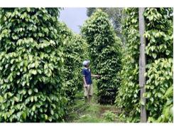 Đắk Song Chú Trọng Nâng Cao Năng Suất, Chất Lượng Cho Cây Trồng